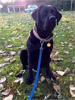 training pic 1 - grace on pack walk